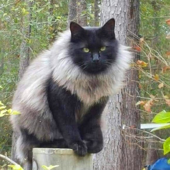 Twelfth Street by Cynthia Vincent Faux Fur Front and Suede Jacket Sz 6 - Picture 15 of 16